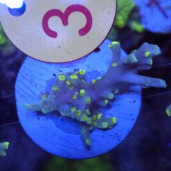 Acropora speciosa FLAMING SUNRISE #38 Size M