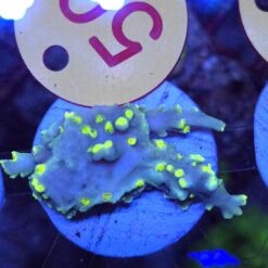 Acropora speciosa FLAMING SUNRISE #50 Size M