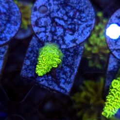 Acropora Neon Mist WYSIWYG #14