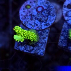 Acropora Neon Mist WYSIWYG #18