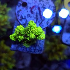 Acropora Neon Mist WYSIWYG #2