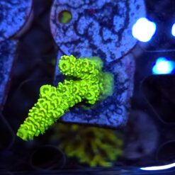 Acropora Neon Mist WYSIWYG #4