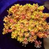 Goniopora Rainbow Ultra Yellow WYSIWYG #40