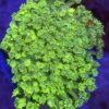 Goniopora Rainbow Toxic Green kolonia WYSIWYG #4