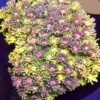 Goniopora Rainbow Ultra Yellow WYSIWYG #44