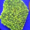Goniopora Toxic with yellow mouth kolonia WYSIWYG #99