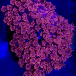Goniopora Red with Blue Mouth kolonia WYSIWYG