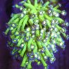 Goniopora Fake Glitter Kolonia WYSIWYG