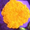 Acanthophyllia Orange Ultra WYSIWYG