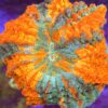 Acanthophyllia Mastergrade WYSIWYG