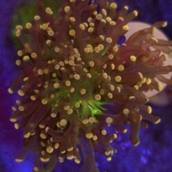 Euphyllia Paradivisa Fluo Mouth WYSIWYG #74