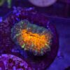 Lobophyllia Orange Mouth WYSIWYG #23
