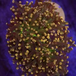 Euphyllia Paradivisa Fluo Mouth WYSIWYG #54