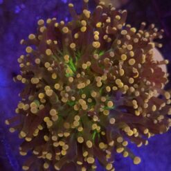 Euphyllia Paradivisa Fluo Mouth WYSIWYG #23