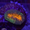 Lobophyllia Orange Mouth WYSIWYG #72