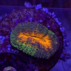 Lobophyllia Orange Mouth WYSIWYG #72