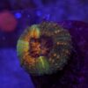 Lobophyllia Orange Mouth WYSIWYG #2