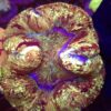 Trachyphyllia Rainbow WYSIWYG #83
