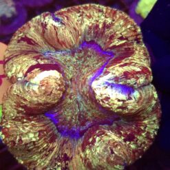 Trachyphyllia Rainbow WYSIWYG #83