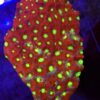 Favites War Coral Red Green Ultra WYSIWYG #1