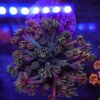 Goniopora Pastel Galaxy WYSYWIG #47