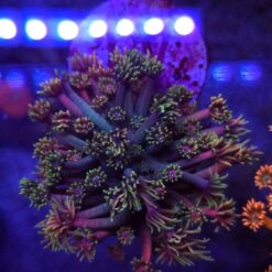 Goniopora Pastel Galaxy WYSYWIG #47