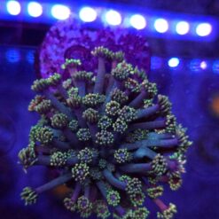 Goniopora Pastel Galaxy WYSYWIG #87