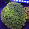 Goniopora Rainbow Ultra Yellow WYSIWYG #16