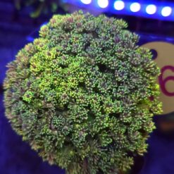 Goniopora Rainbow Ultra Yellow WYSIWYG #16