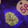 Ricordea Yuma Rainbow WYSIWYG #58