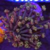 Goniopora Pastel Galaxy WYSYWIG #80