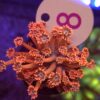 Goniopora Ember Blossom WYSIWYG #8