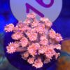 Goniopora Pink Blue Tips #16