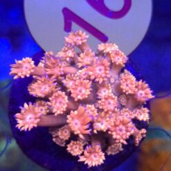 Goniopora Pink Blue Tips #16