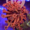 Goniopora Ember Blossom WYSIWYG #51