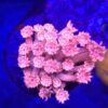 Goniopora Pink Blue Tips #80