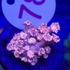 Goniopora Pink Blue Tips #78
