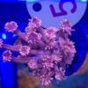 Goniopora Pink Blue Tips #55