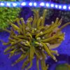 Euphyllia glabrescens Hallelujah WYSIWYG #60