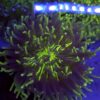 Heliofungia Actiniformis XL WYSIWYG #2