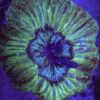 Indophyllia WYSIWYG