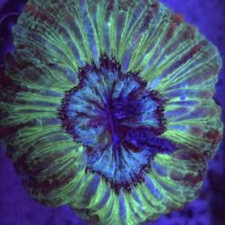 Indophyllia WYSIWYG