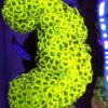 Euphyllia Ancora Gold WYSIWYG