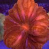 Cynarina Red XL WYSIWYG