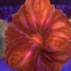 Cynarina Red XL WYSIWYG