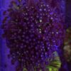 Goniopora Blue kolonia WYSIWYG