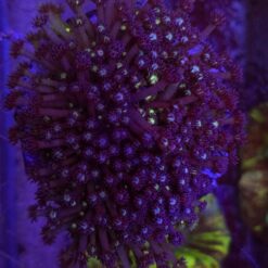 Goniopora Blue kolonia WYSIWYG