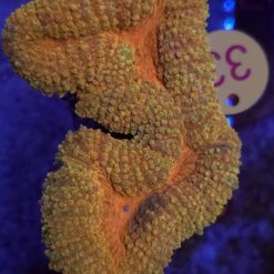 Lobophyllia Orange – WYSIWYG #33