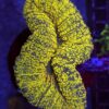 Lobophyllia Yellow – WYSIWYG #1