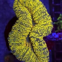 Lobophyllia Yellow – WYSIWYG #1